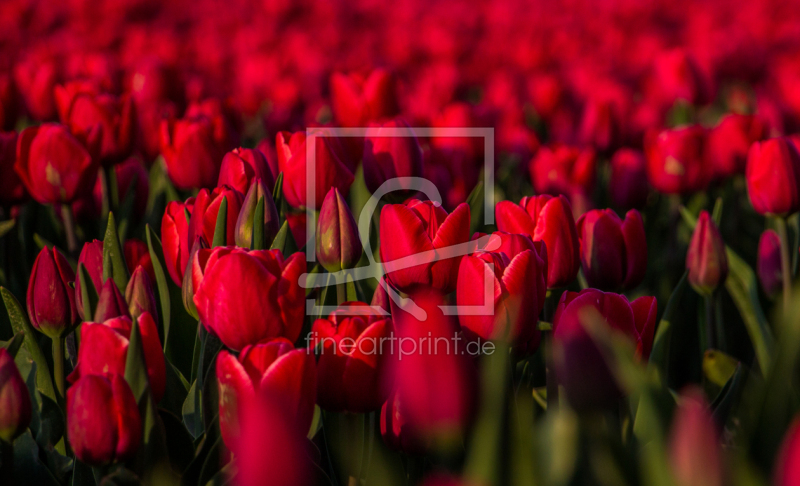 frei w&auml;hlbarer Bildausschnitt f&uuml;r Ihr Bild auf Kissen