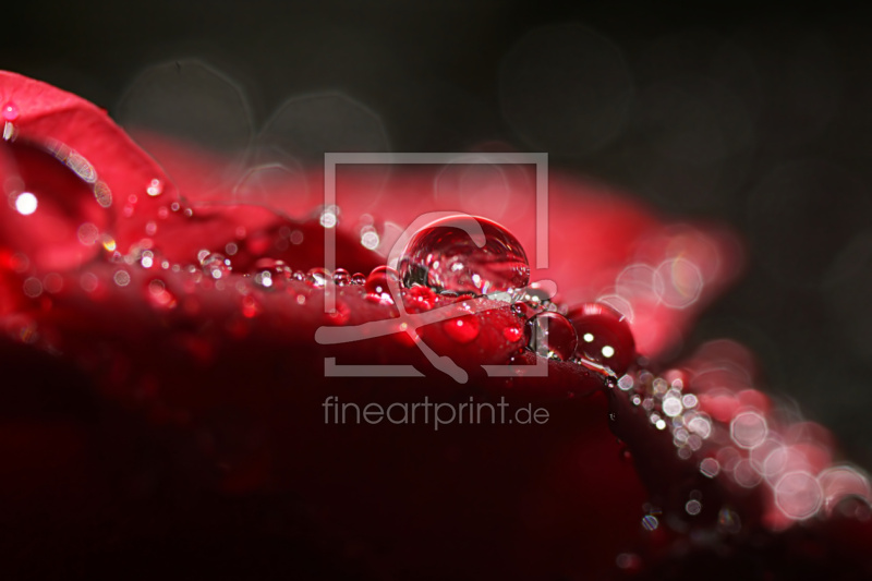 frei w&auml;hlbarer Bildausschnitt f&uuml;r Ihr Bild auf Kissen