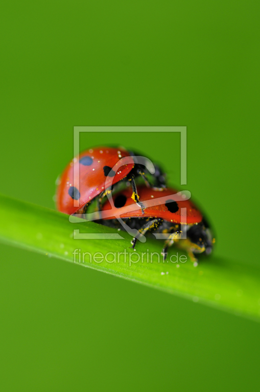 frei w&auml;hlbarer Bildausschnitt f&uuml;r Ihr Bild auf Kissen