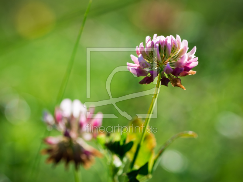 frei w&auml;hlbarer Bildausschnitt f&uuml;r Ihr Bild auf Kissen