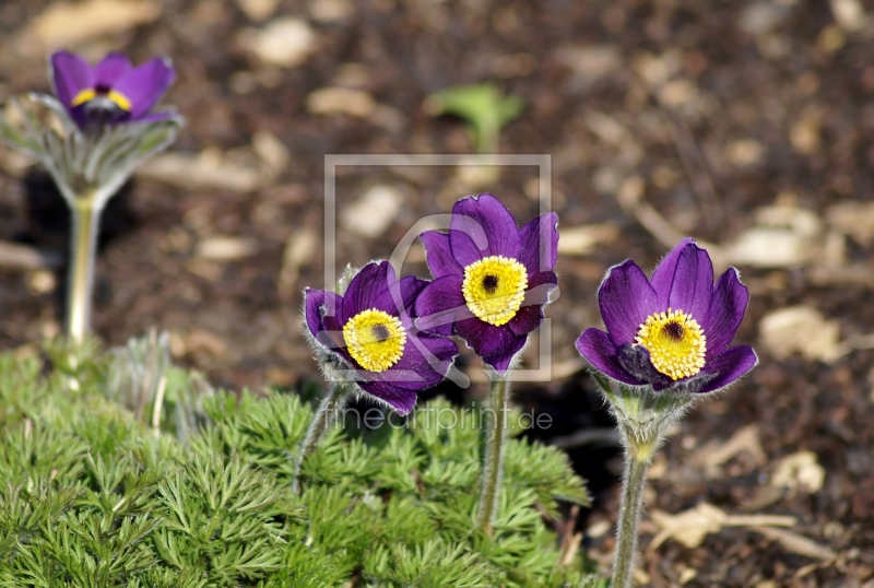 frei w&auml;hlbarer Bildausschnitt f&uuml;r Ihr Bild auf Kissen