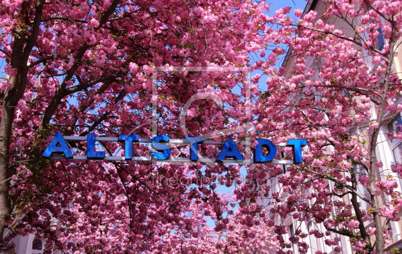 frei w&auml;hlbarer Bildausschnitt f&uuml;r Ihr Bild auf Kissen