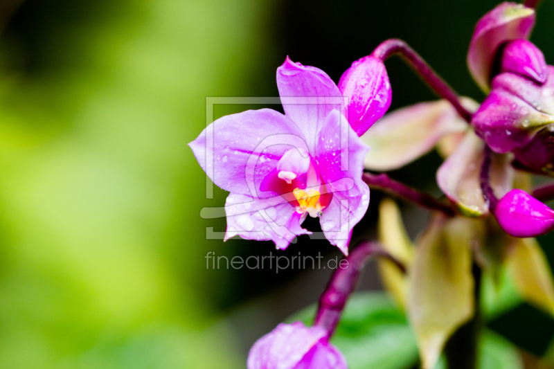 frei w&auml;hlbarer Bildausschnitt f&uuml;r Ihr Bild auf Kissen