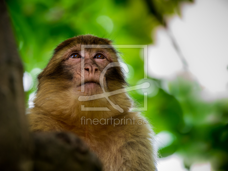 frei w&auml;hlbarer Bildausschnitt f&uuml;r Ihr Bild auf Kissen