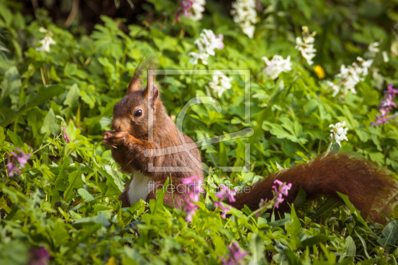 frei w&auml;hlbarer Bildausschnitt f&uuml;r Ihr Bild auf Kissen