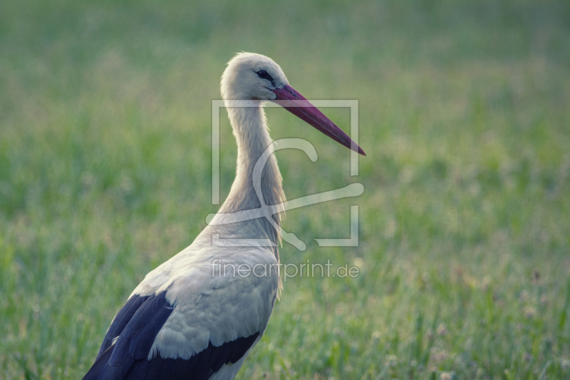 frei w&auml;hlbarer Bildausschnitt f&uuml;r Ihr Bild auf Kissen