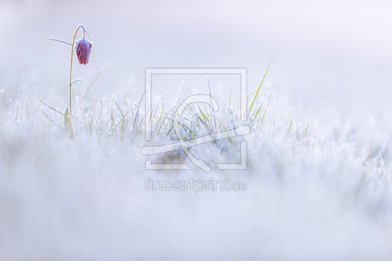 frei w&auml;hlbarer Bildausschnitt f&uuml;r Ihr Bild auf Kissen