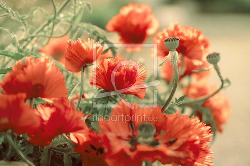 frei w&auml;hlbarer Bildausschnitt f&uuml;r Ihr Bild auf Kissen