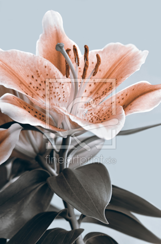 frei w&auml;hlbarer Bildausschnitt f&uuml;r Ihr Bild auf Kissen