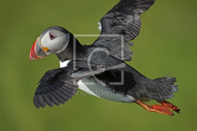 frei w&auml;hlbarer Bildausschnitt f&uuml;r Ihr Bild auf Kissen