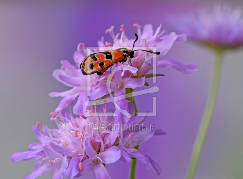 frei w&auml;hlbarer Bildausschnitt f&uuml;r Ihr Bild auf Kissen
