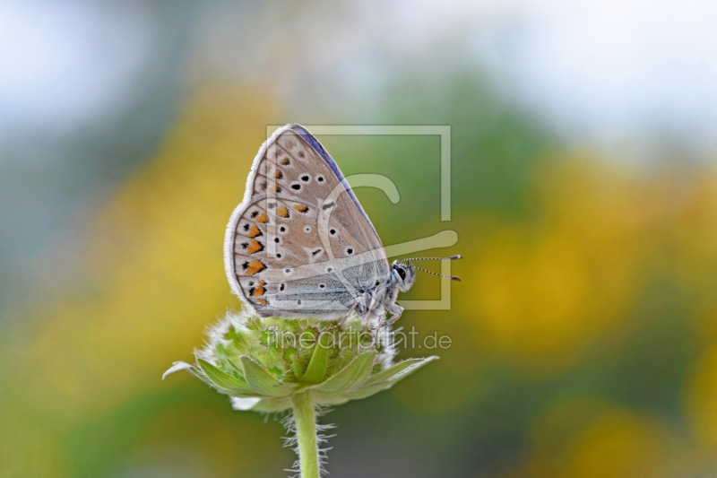 frei w&auml;hlbarer Bildausschnitt f&uuml;r Ihr Bild auf Kissen