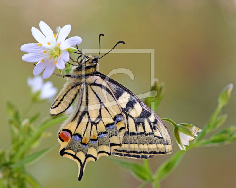 frei w&auml;hlbarer Bildausschnitt f&uuml;r Ihr Bild auf Kissen