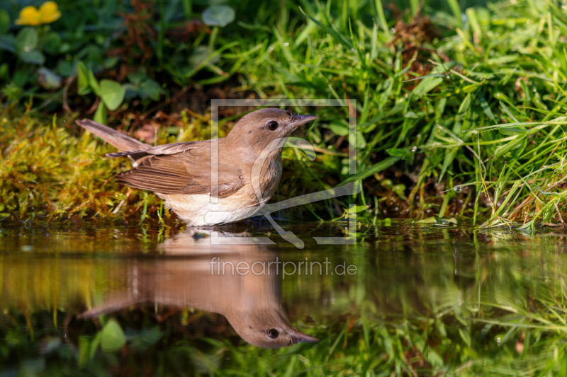 frei w&auml;hlbarer Bildausschnitt f&uuml;r Ihr Bild auf Kissen