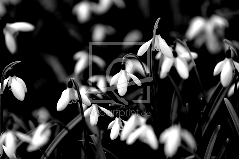 frei w&auml;hlbarer Bildausschnitt f&uuml;r Ihr Bild auf Kissen