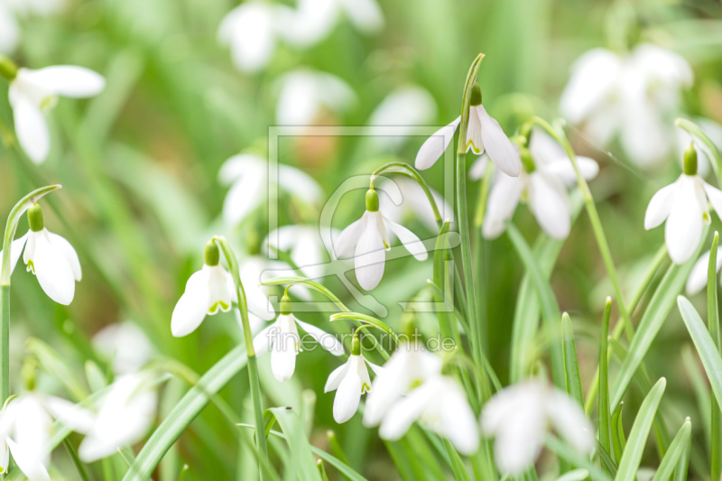 frei w&auml;hlbarer Bildausschnitt f&uuml;r Ihr Bild auf Kissen