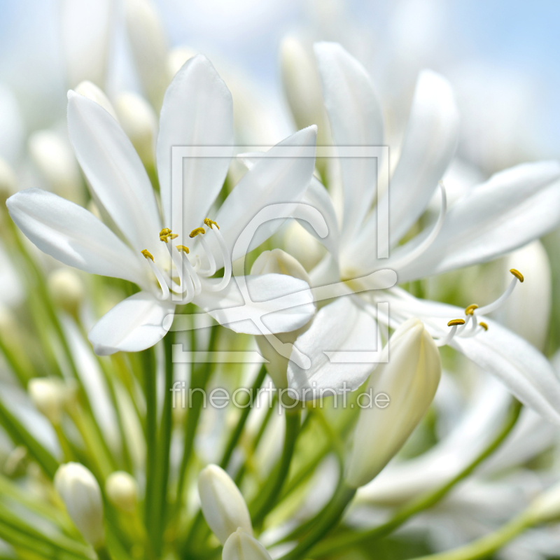 frei w&auml;hlbarer Bildausschnitt f&uuml;r Ihr Bild auf Kissen