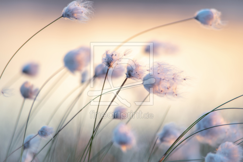 frei w&auml;hlbarer Bildausschnitt f&uuml;r Ihr Bild auf Kissen