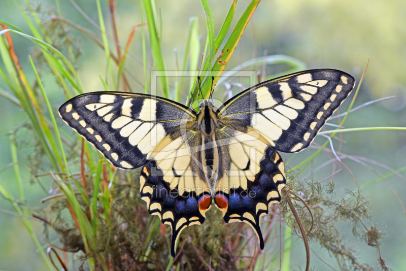 frei w&auml;hlbarer Bildausschnitt f&uuml;r Ihr Bild auf Kissen