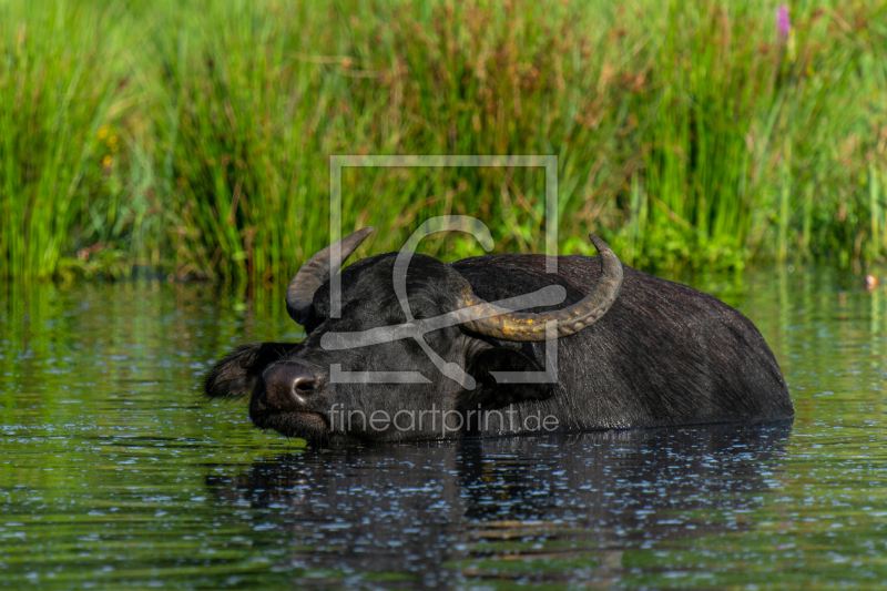 frei w&auml;hlbarer Bildausschnitt f&uuml;r Ihr Bild auf Kissen