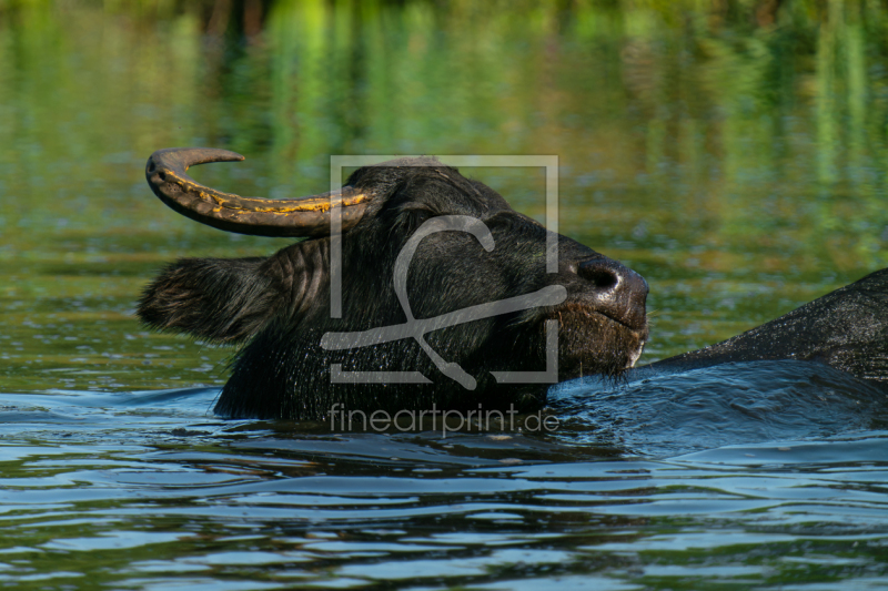 frei w&auml;hlbarer Bildausschnitt f&uuml;r Ihr Bild auf Kissen