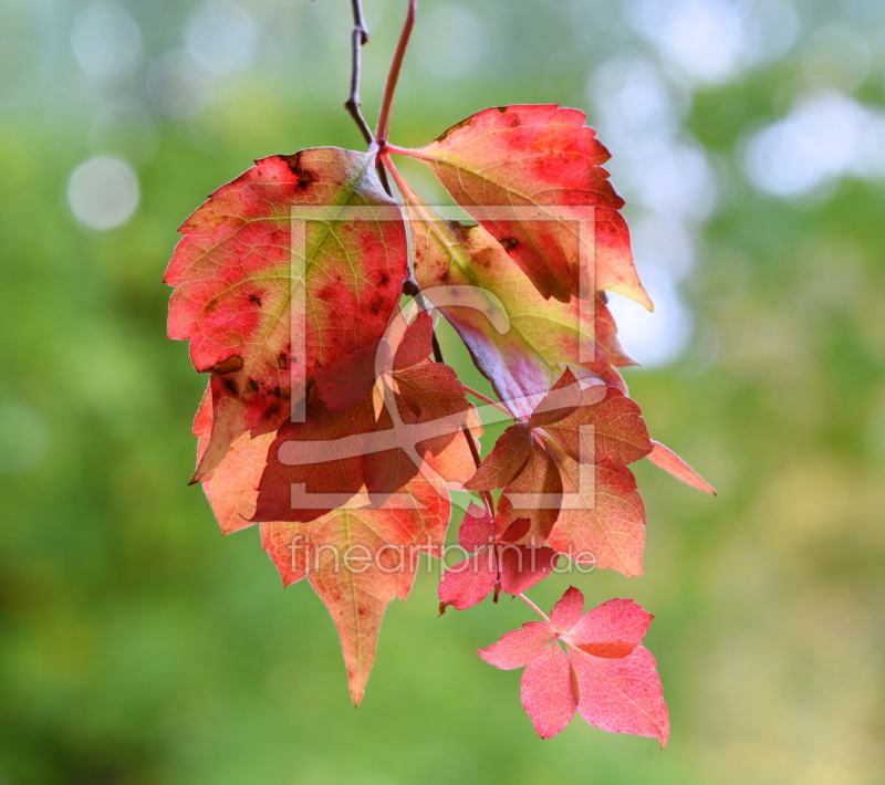 frei w&auml;hlbarer Bildausschnitt f&uuml;r Ihr Bild auf Kissen