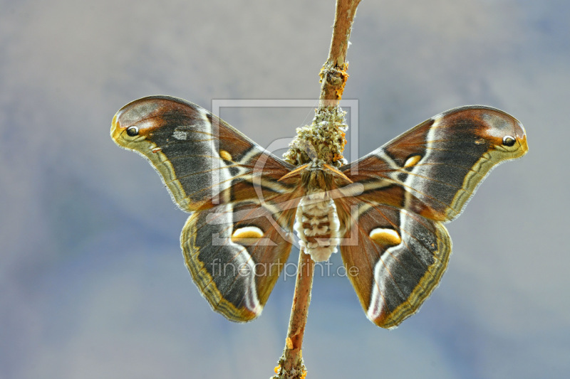 frei w&auml;hlbarer Bildausschnitt f&uuml;r Ihr Bild auf Kissen