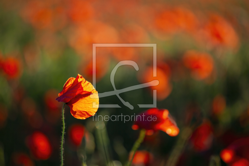 frei w&auml;hlbarer Bildausschnitt f&uuml;r Ihr Bild auf Kissen