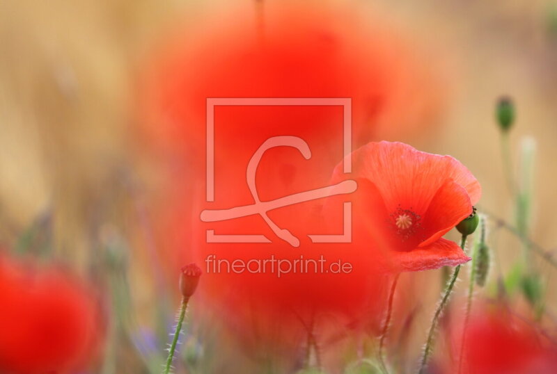 frei w&auml;hlbarer Bildausschnitt f&uuml;r Ihr Bild auf Kissen