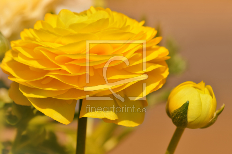 frei w&auml;hlbarer Bildausschnitt f&uuml;r Ihr Bild auf Kissen