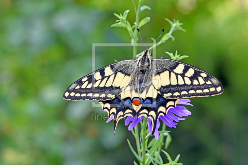 frei w&auml;hlbarer Bildausschnitt f&uuml;r Ihr Bild auf Kissen