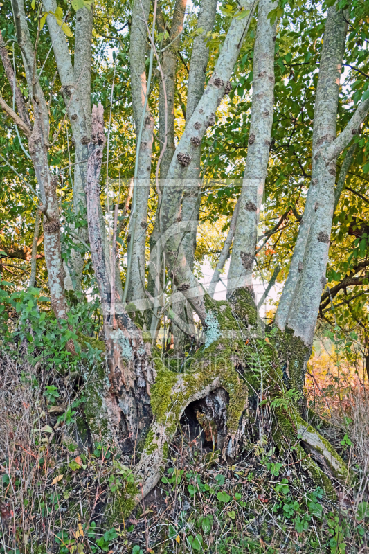 frei w&auml;hlbarer Bildausschnitt f&uuml;r Ihr Bild auf Kissen