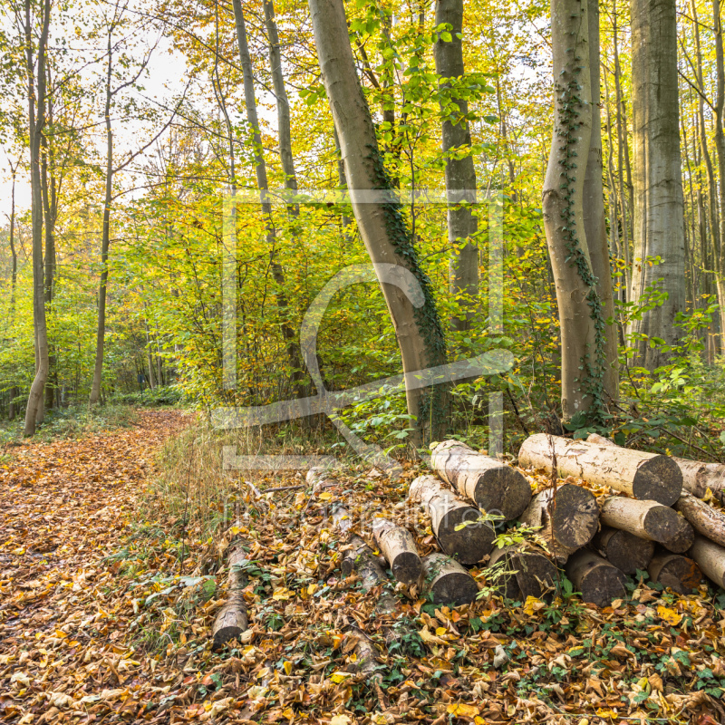 frei w&auml;hlbarer Bildausschnitt f&uuml;r Ihr Bild auf Kissen