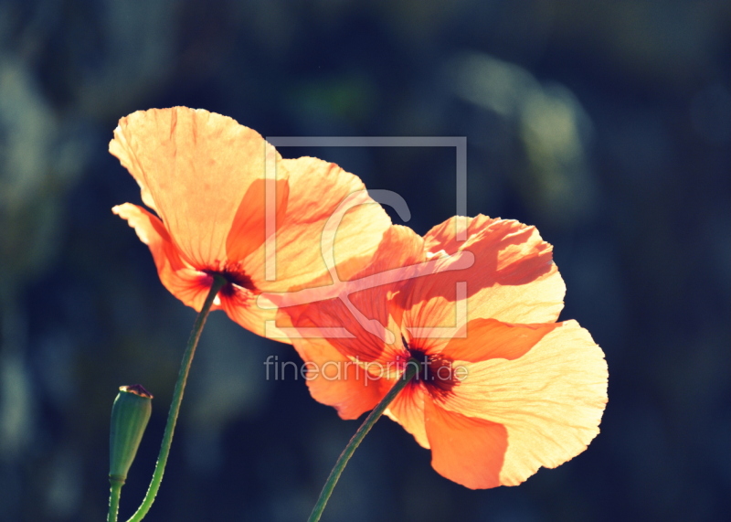 frei w&auml;hlbarer Bildausschnitt f&uuml;r Ihr Bild auf Kissen