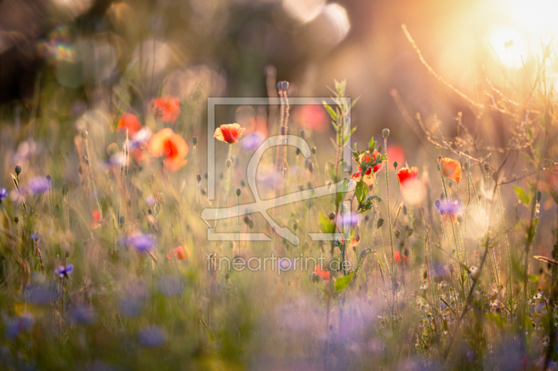 frei w&auml;hlbarer Bildausschnitt f&uuml;r Ihr Bild auf Kissen