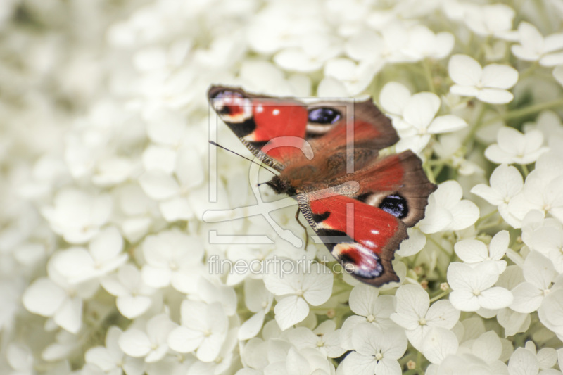 frei w&auml;hlbarer Bildausschnitt f&uuml;r Ihr Bild auf Kissen