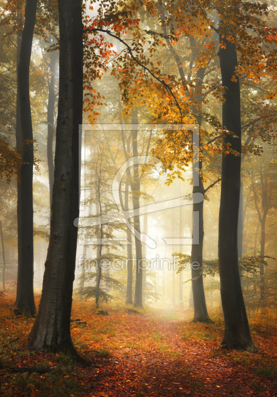 frei w&auml;hlbarer Bildausschnitt f&uuml;r Ihr Bild auf Kissen