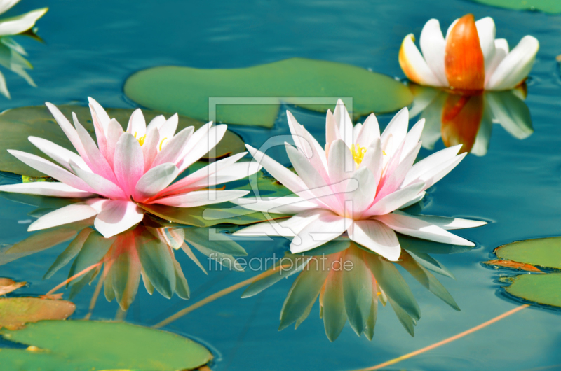 frei w&auml;hlbarer Bildausschnitt f&uuml;r Ihr Bild auf Kissen