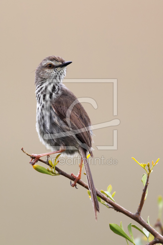 frei w&auml;hlbarer Bildausschnitt f&uuml;r Ihr Bild auf Kissen