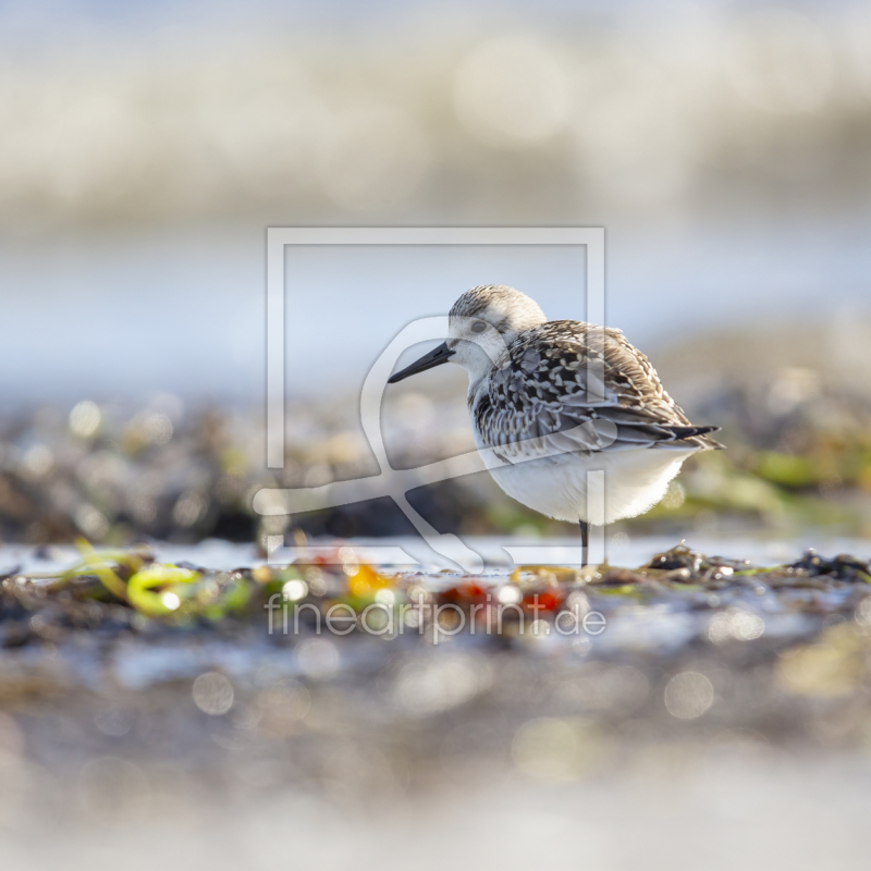 frei w&auml;hlbarer Bildausschnitt f&uuml;r Ihr Bild auf Kissen