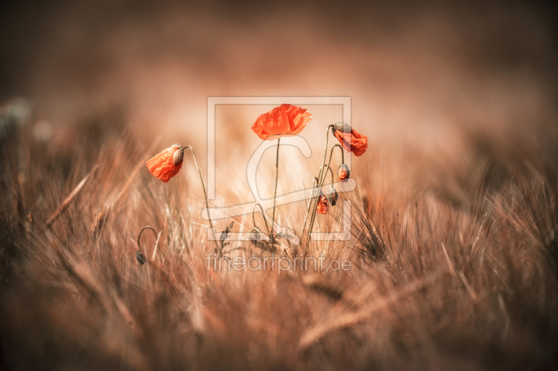 frei w&auml;hlbarer Bildausschnitt f&uuml;r Ihr Bild auf Kissen