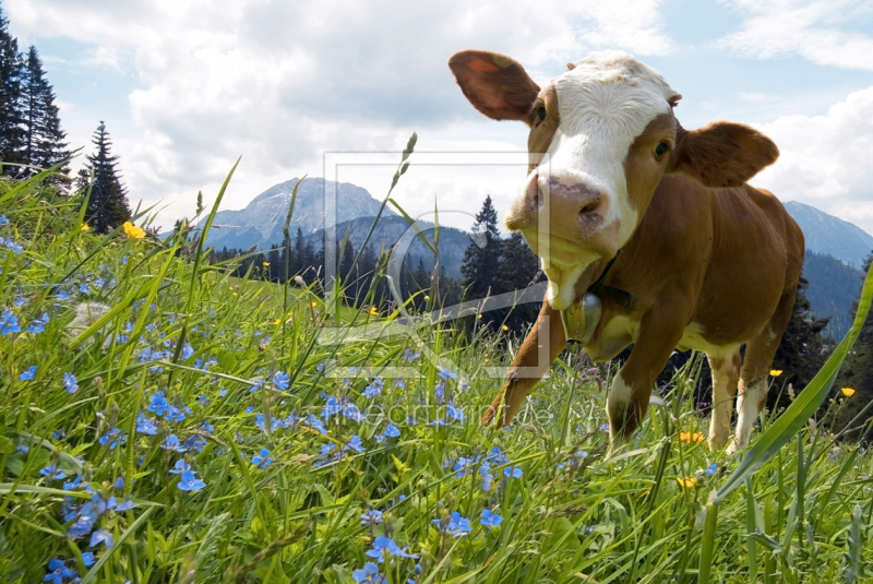 frei w&auml;hlbarer Bildausschnitt f&uuml;r Ihr Bild auf Kissen
