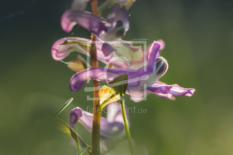 frei w&auml;hlbarer Bildausschnitt f&uuml;r Ihr Bild auf Label