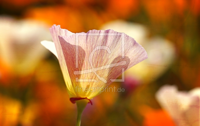 frei w&auml;hlbarer Bildausschnitt f&uuml;r Ihr Bild auf Label