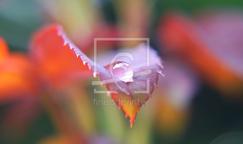 frei w&auml;hlbarer Bildausschnitt f&uuml;r Ihr Bild auf Label