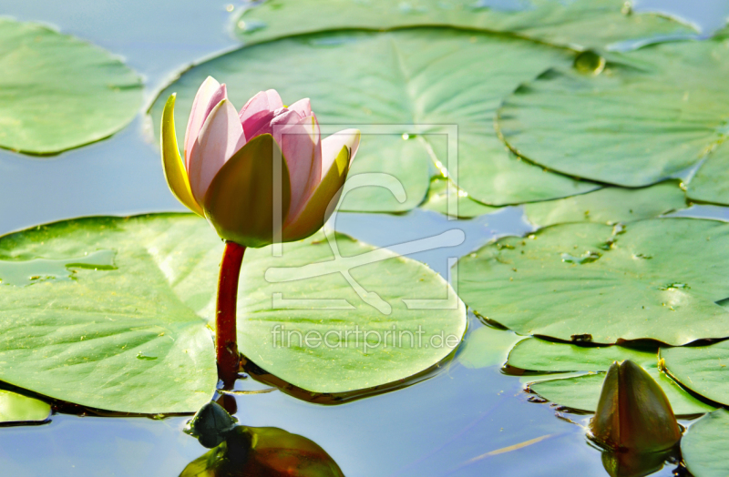 frei w&auml;hlbarer Bildausschnitt f&uuml;r Ihr Bild auf Label