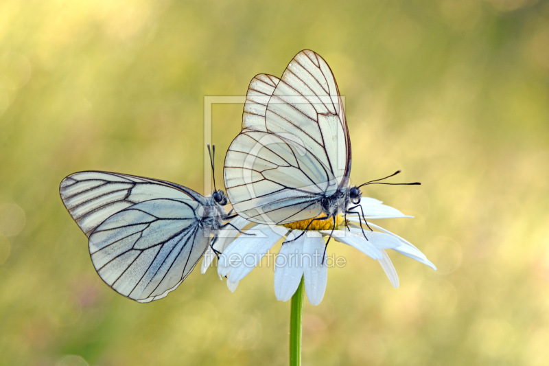 frei w&auml;hlbarer Bildausschnitt f&uuml;r Ihr Bild auf Label