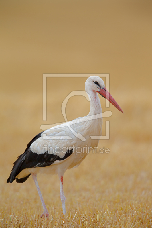 frei w&auml;hlbarer Bildausschnitt f&uuml;r Ihr Bild auf Label