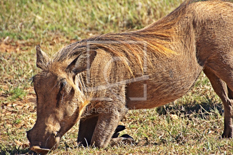 frei w&auml;hlbarer Bildausschnitt f&uuml;r Ihr Bild auf Label