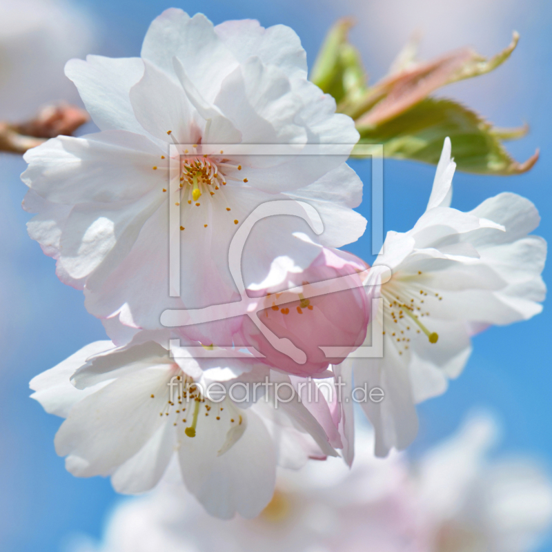 frei w&auml;hlbarer Bildausschnitt f&uuml;r Ihr Bild auf Label